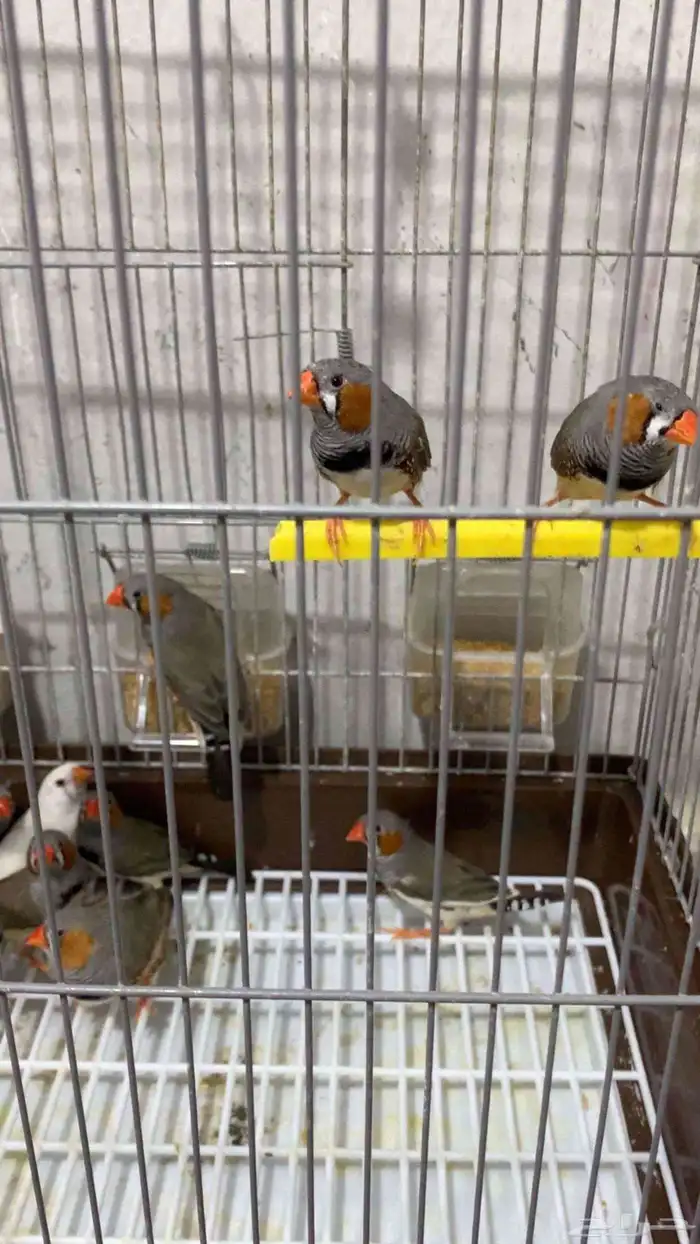 زيبرا هولندي 1