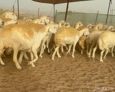 غنم حريات دفيع 6