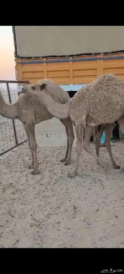 قعدان 1