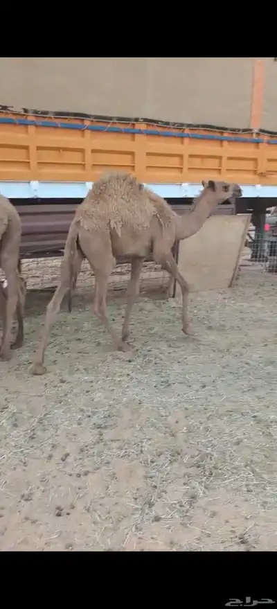 قعدان 0