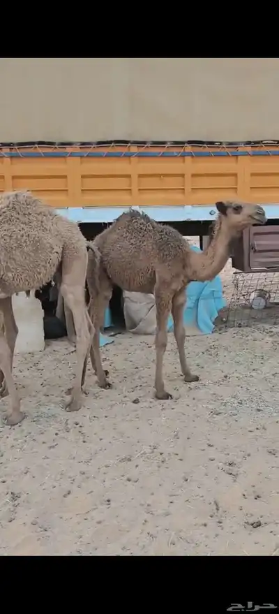 قعدان 2
