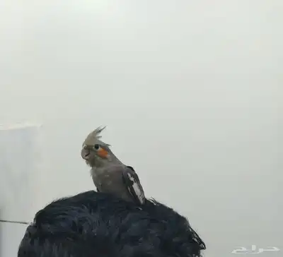 طير كروان للبيع 0