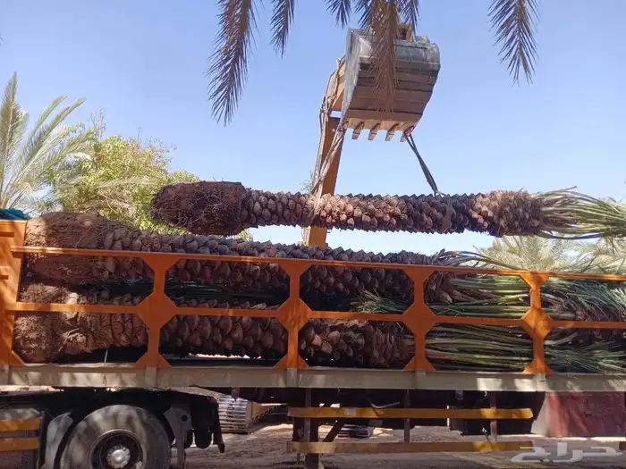 توريد النخيل والا شجار با نوعه وزرعته لشركات والمزرع ولاس 4