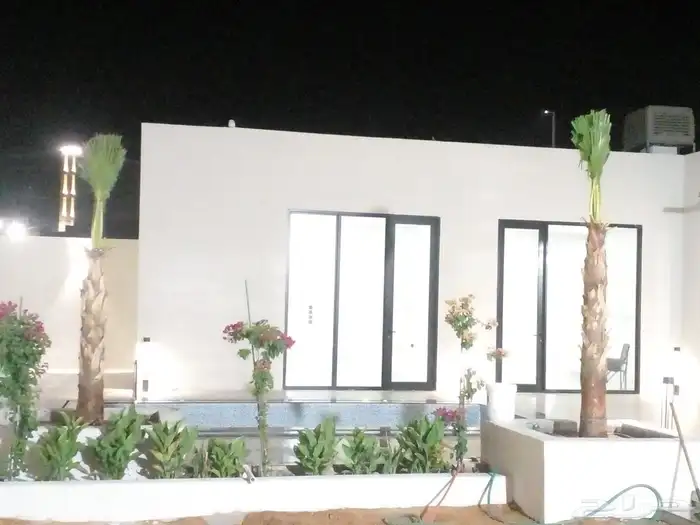 نخل للبيع زينه واشنطني وعربي مثمر 2