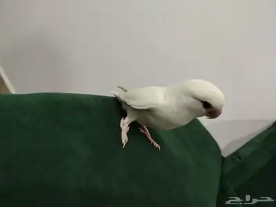 ببغاء روز 5