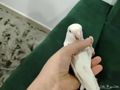 ببغاء روز 4