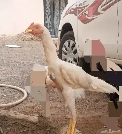 دجاج باكستاني 0