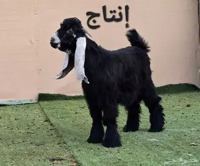 مشاريع وجفار عوارض صنف نوادر 7