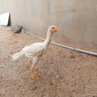 دجاج باكستاني 3