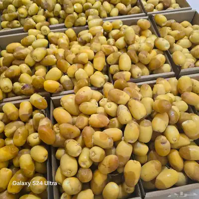 تمر خلاص مناصيف 4