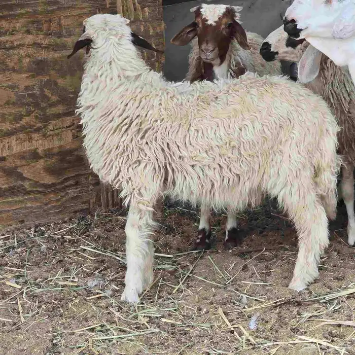 ذبائح للبيع 3
