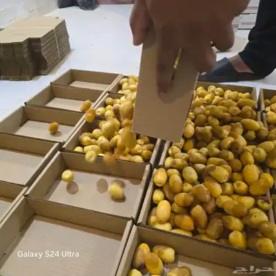 تمر خلاص مناصيف 3