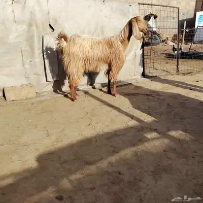 عنز مصريه. حليب. سن جذعه ديد سلم. جبار فاخر 0