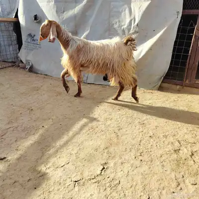 عنز مصريه. حليب. سن جذعه ديد سلم. جبار فاخر 1