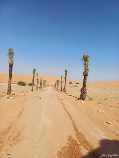 نخل زينه أمريكي وعربي مثمر 1