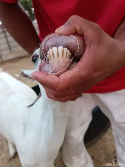 الباحه 3