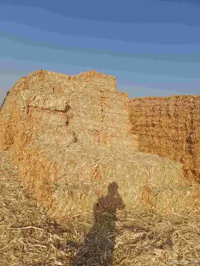 ذره شاميه حبشيه شد جندير تبوك 1