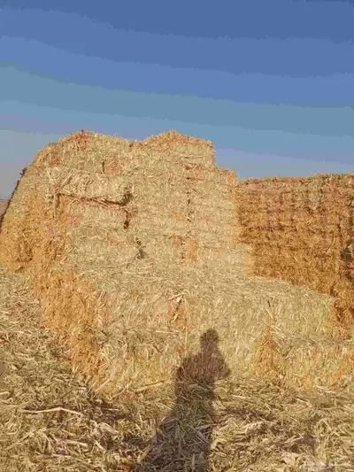 ذره شاميه حبشيه شد جندير تبوك 0