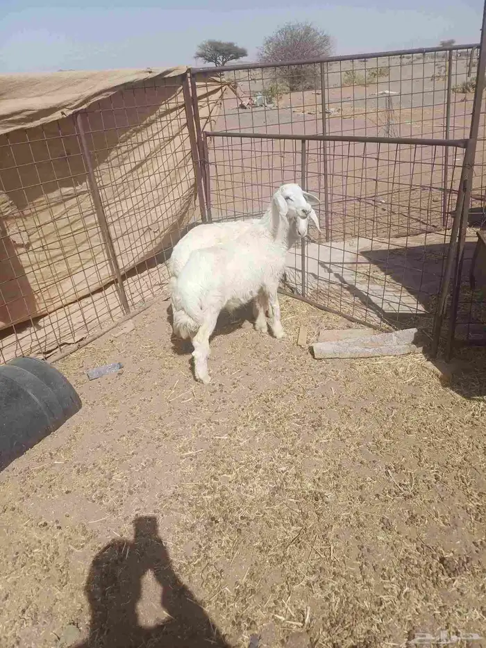 خروفين للبيع الشحم فل 2