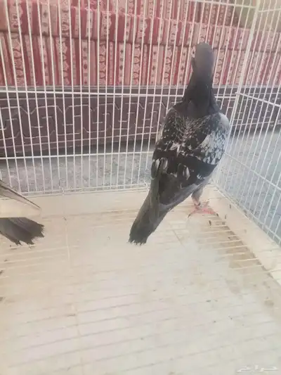 حمام زاجل جوز 2