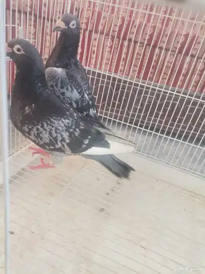 حمام زاجل جوز 3