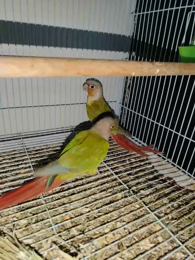 زوج كونير انانسي 0