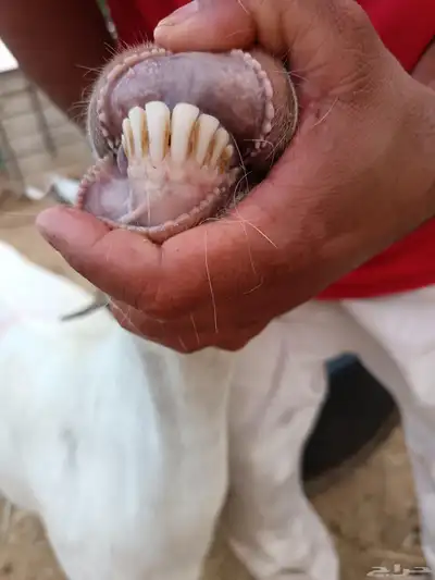 الباحه 4