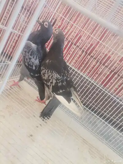 حمام زاجل جوز 4