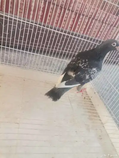 حمام زاجل جوز 0