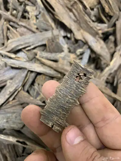 عود من غابات كلمنتان 3
