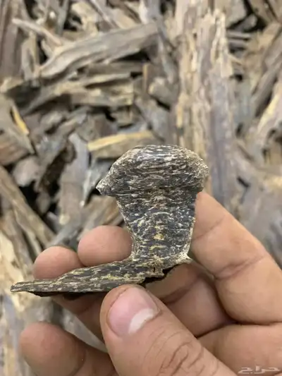 عود من غابات كلمنتان 4