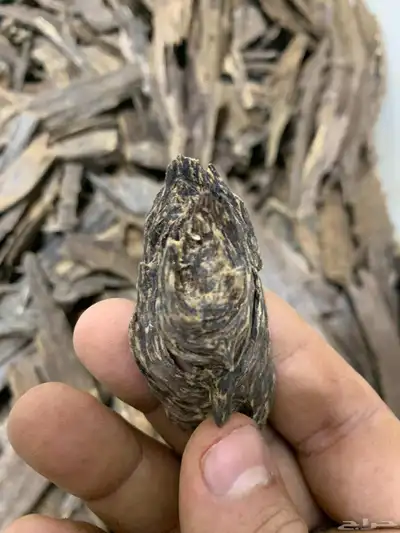 عود من غابات كلمنتان 0