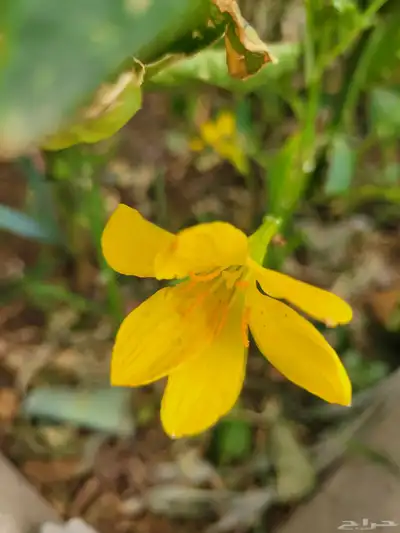 زنبق المطر 1