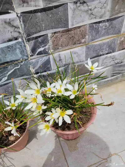 زنبق المطر 2