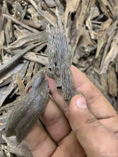 عود من غابات كلمنتان 5