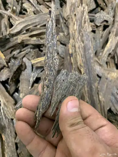 عود من غابات كلمنتان 1