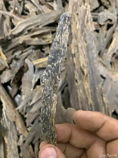 عود من غابات كلمنتان 2