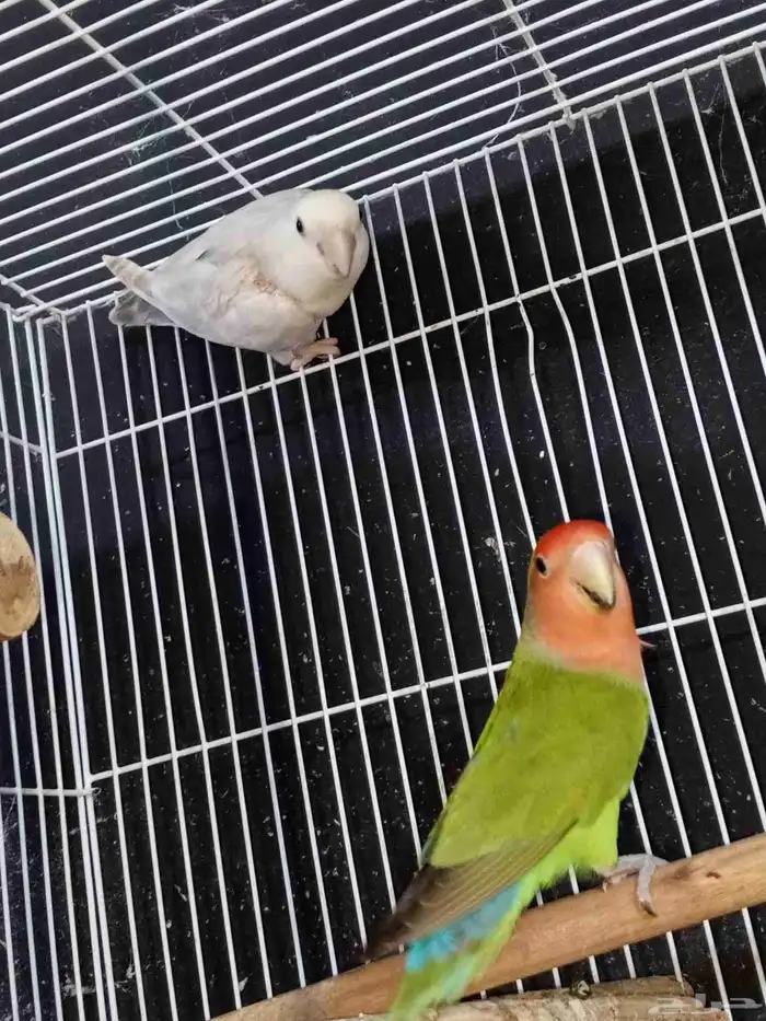 للبيع اجواز روز وفرخ كروان 3