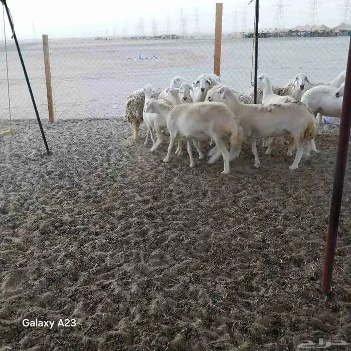 رخال حريات حرش عددها 21 6