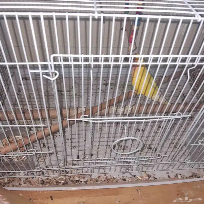 عصافير روز جوز ذكر وانثى وخمسه فراخ 1