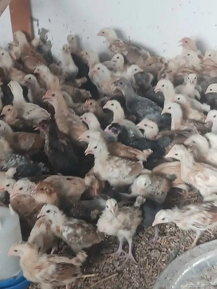 صوص بلدي فواخر 25 يوم محصن اخذ جميع المكملات الغذائية ماشاء 2