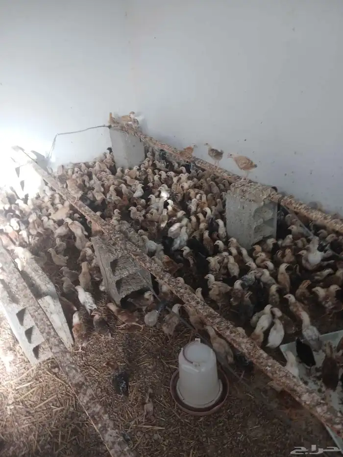 صوص بلدي فواخر 25 يوم محصن اخذ جميع المكملات الغذائية ماشاء 0