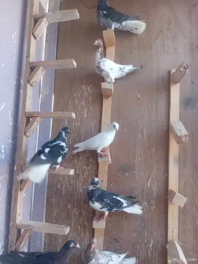 حمام شامي كش 4