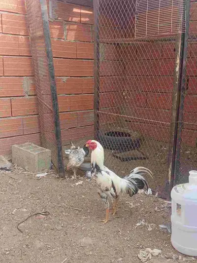 ديك هجين باكستاني 2