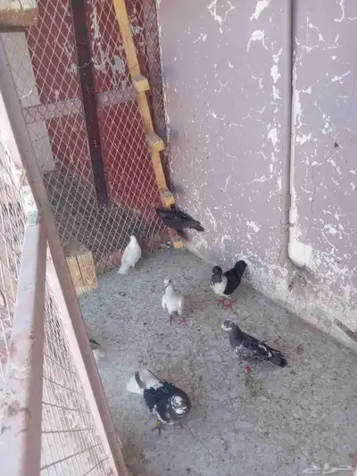 حمام شامي كش 9