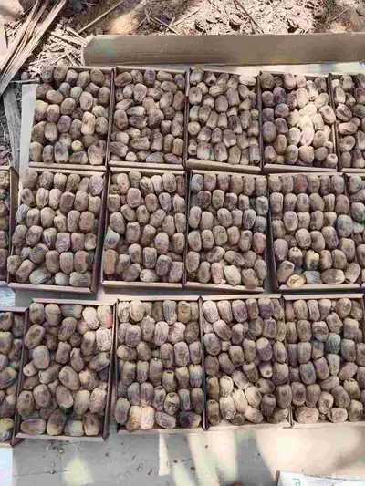 يوجد تمر هشيشي للبيع 2