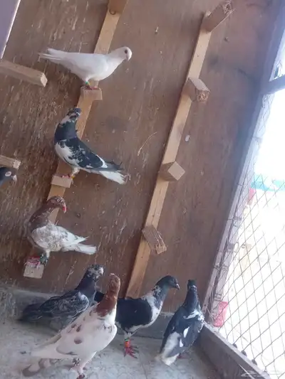 حمام شامي كش 5