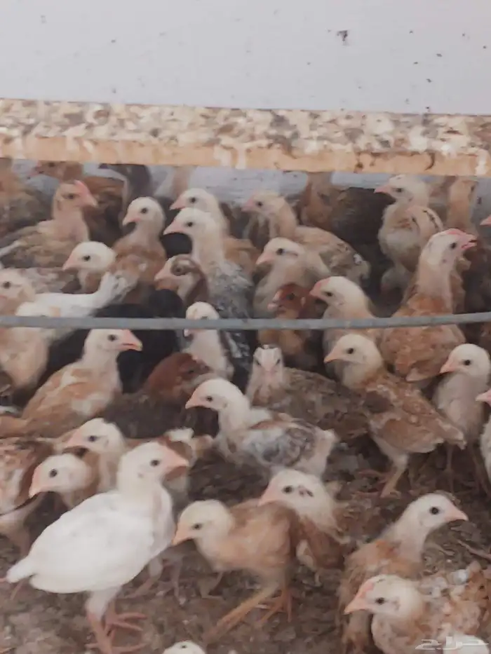 صوص بلدي فواخر 25 يوم محصن اخذ جميع المكملات الغذائية ماشاء 1