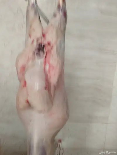 ذبائح 1