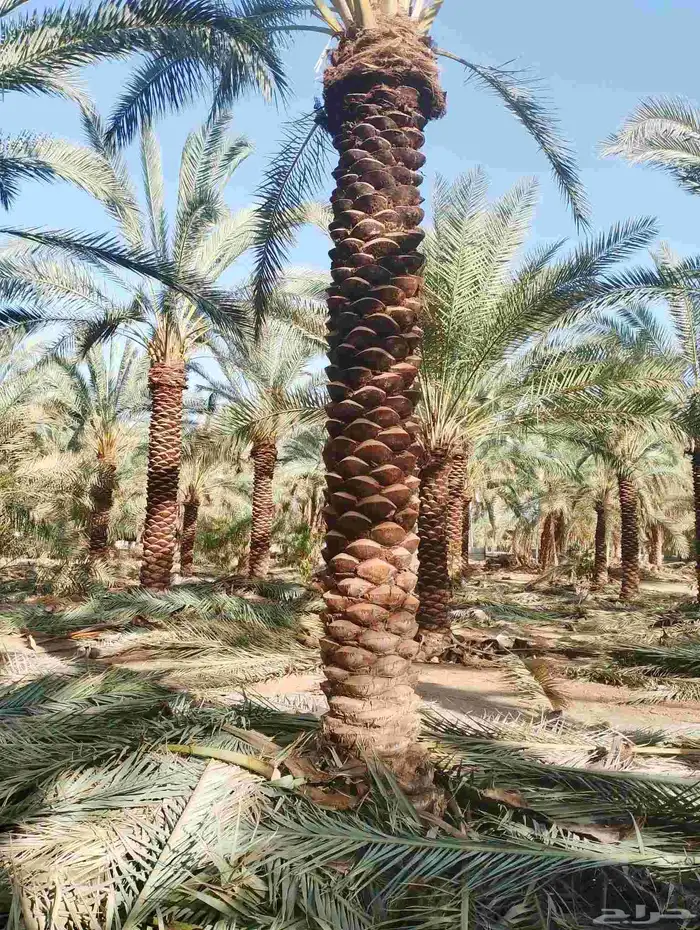توريد النخيل والا شجار با نوعه وزرعته لشركات والمزرع ولاس 3
